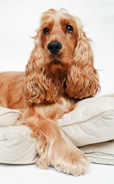 Entretien et nettoyage des coussins pour chien